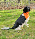 Orange dog bandanas