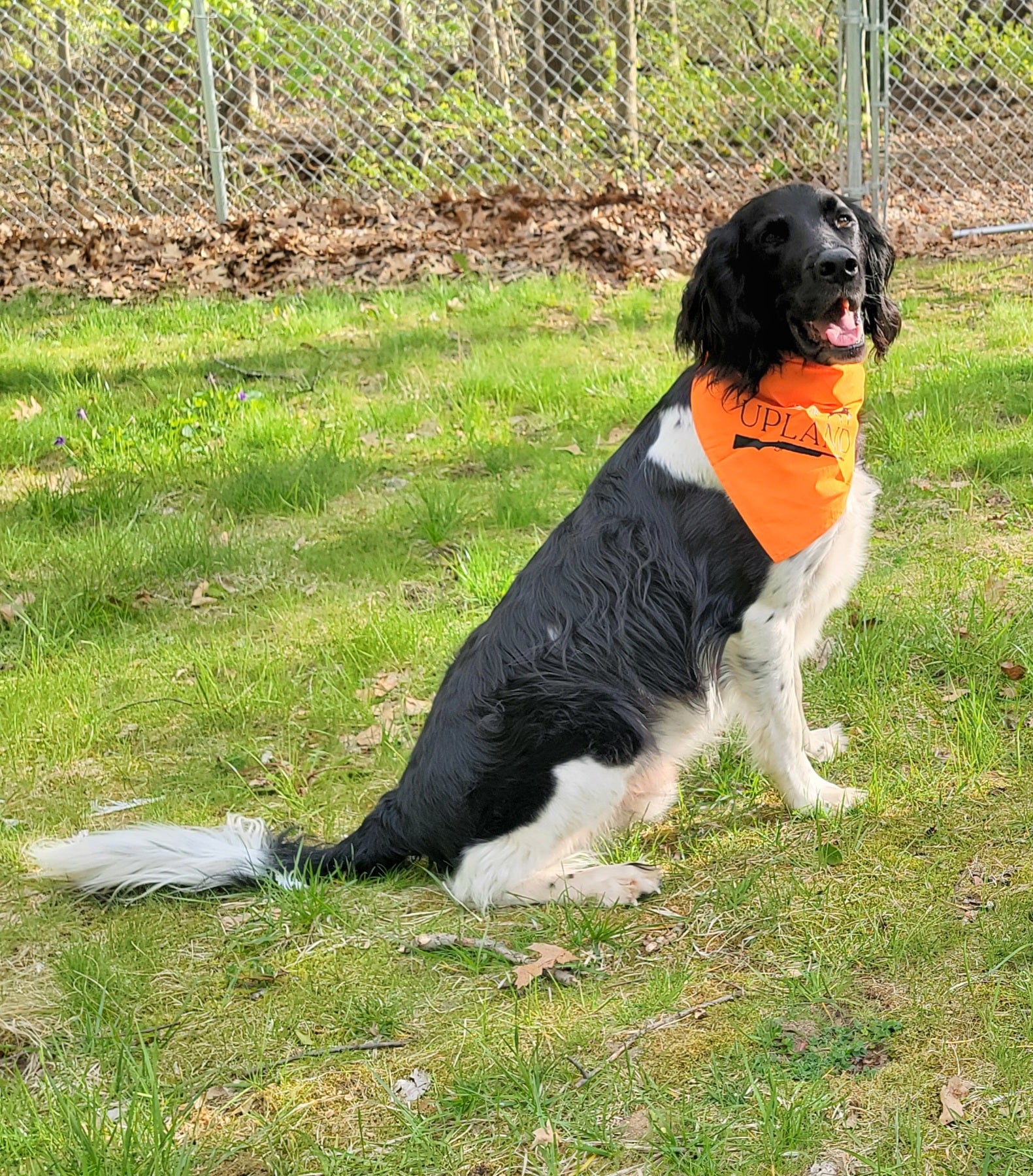 Orange dog bandanas