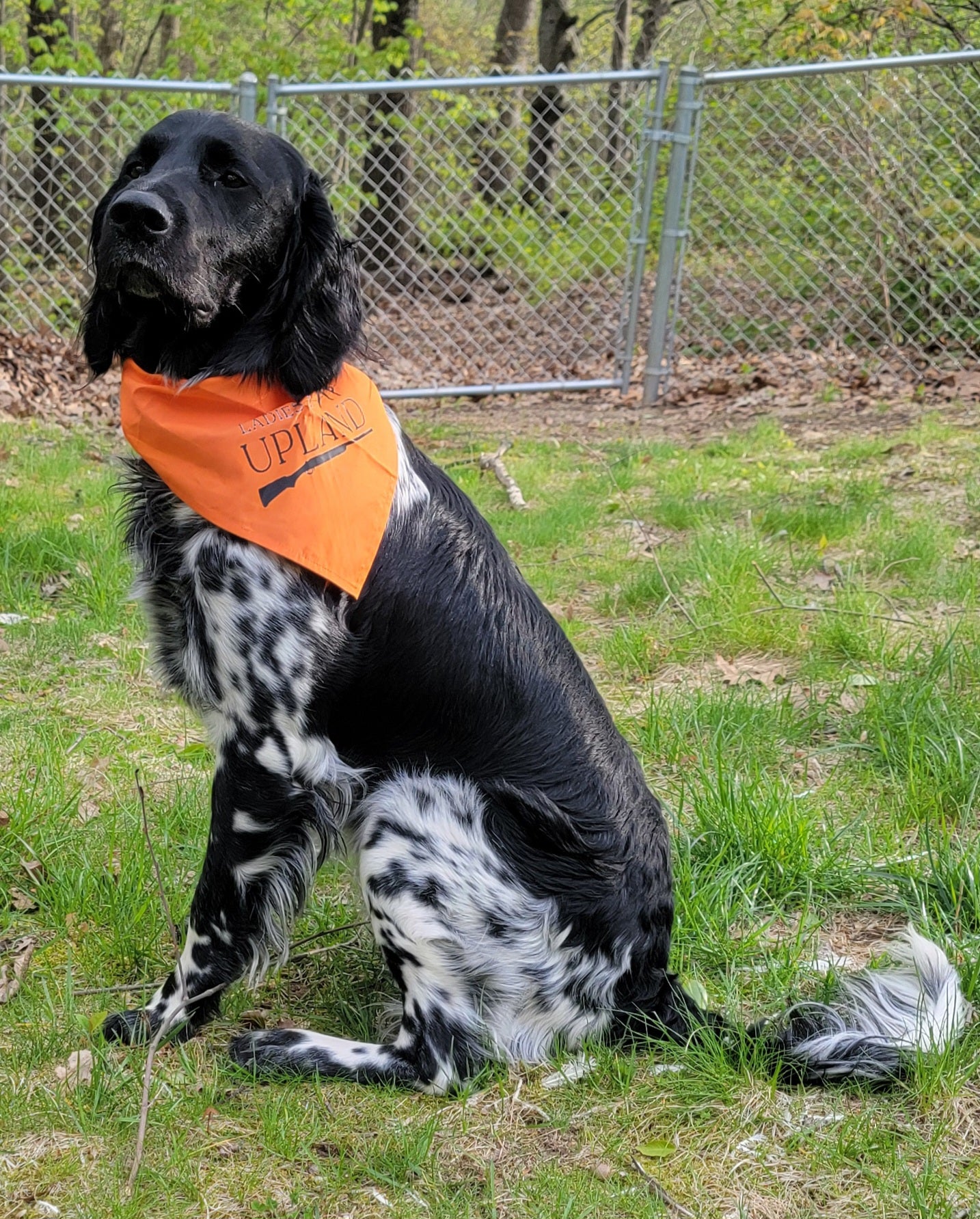 Orange dog bandanas